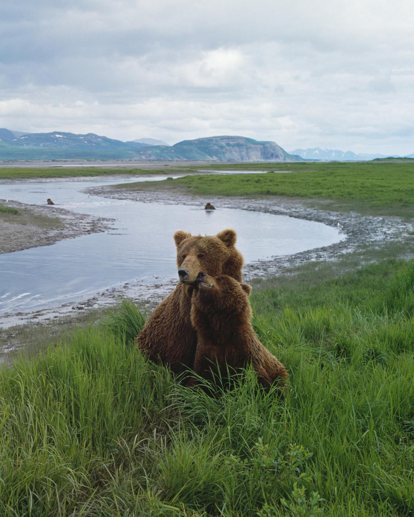 Resources - Friends Of The North Cascades Grizzly Bear