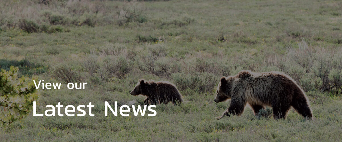 Friends Of The North Cascades Grizzly Bear - Restoring A Healthy ...