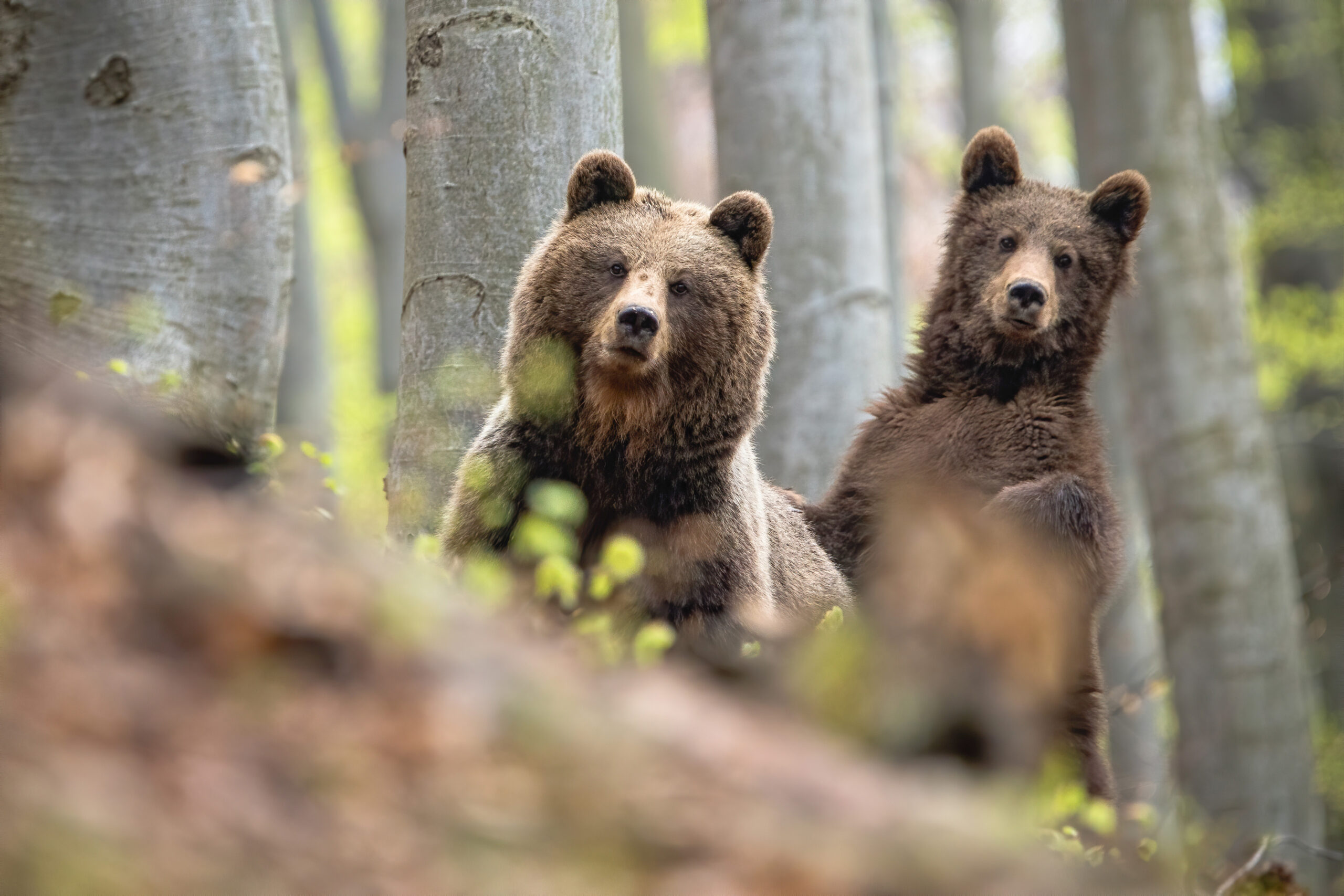 Friends of the North Cascades Grizzly Bear - Restoring a healthy