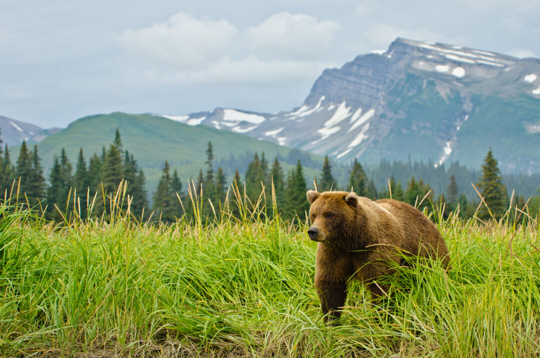 Join Us - Friends Of The North Cascades Grizzly Bear