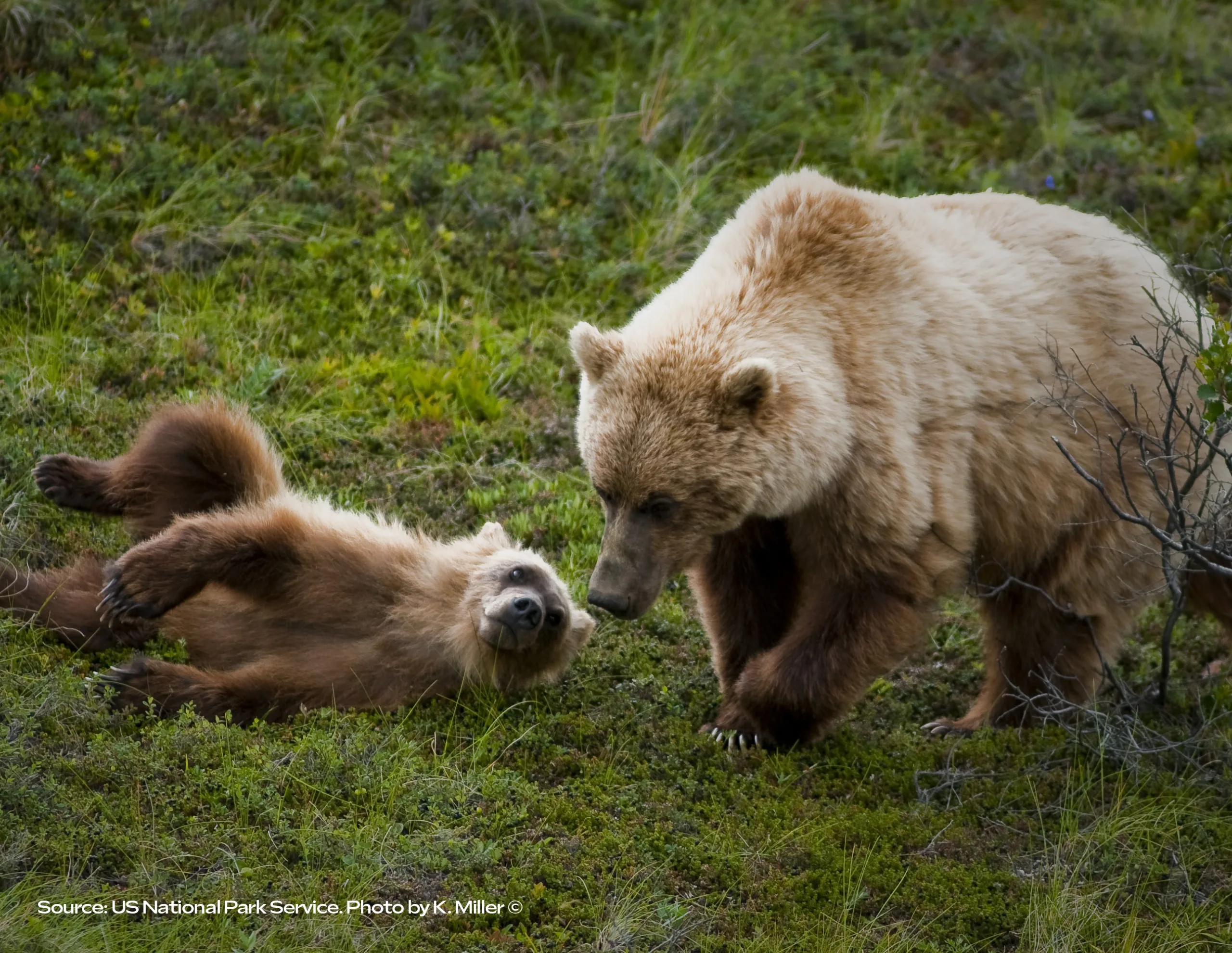 Friends of the North Cascades Grizzly Bear - Restoring a healthy population  of grizzly bears to the North Cascades.