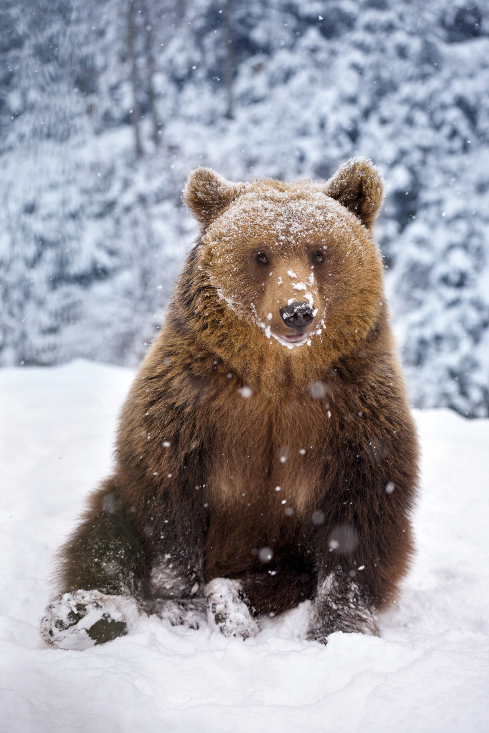 Help Bring Grizzlies Home – Support HB1825!